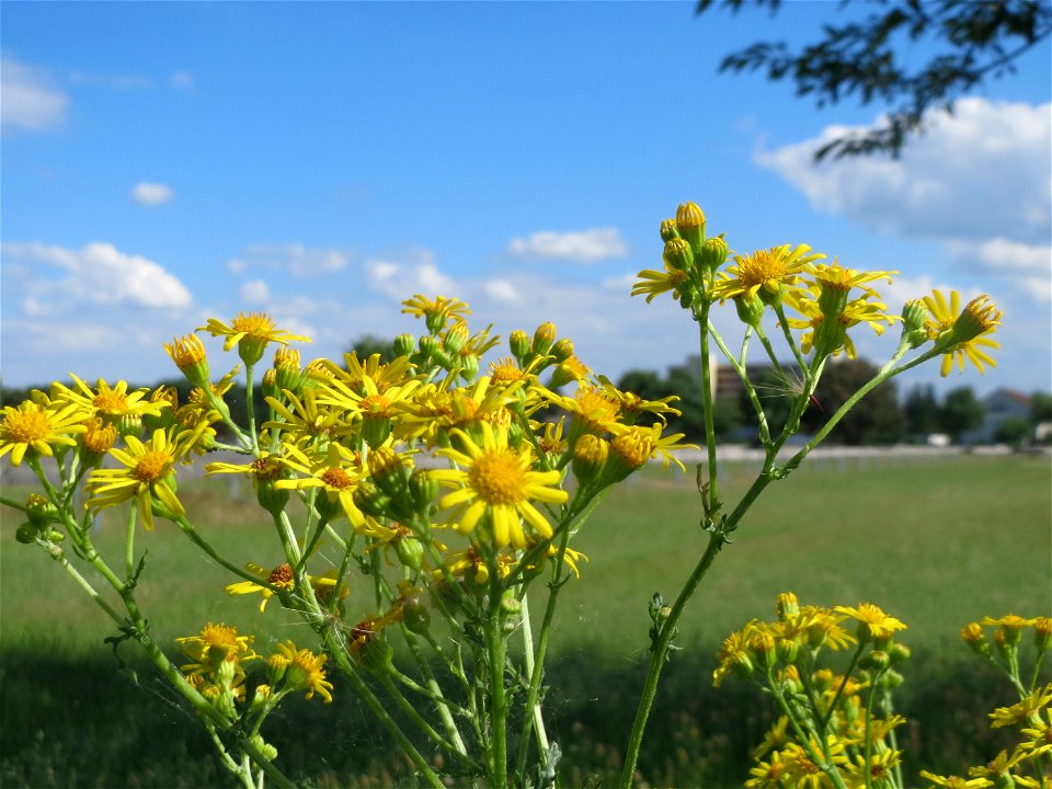 Jakobs-Greiskraut (Jacobaea vulgaris) in Hockenheim