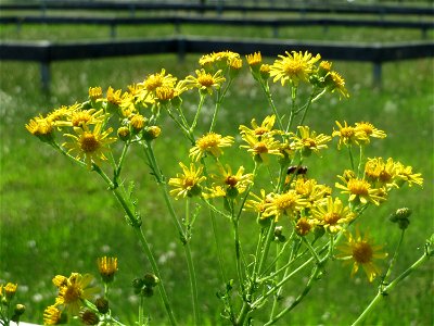 Jakobs-Greiskraut (Jacobaea vulgaris) in Hockenheim