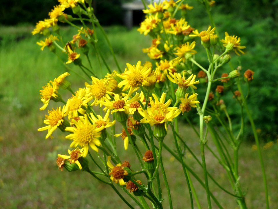 Jakobs-Greiskraut (Jacobaea vulgaris) im Schwetzinger Hardt - an der Bahnstrecke Mannheim-Karlsruhe findet sich ein kleines Sandmagerrasen-Biotop mit typischer Binnendünen-Vegetation