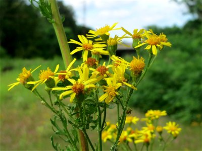 Jakobs-Greiskraut (Jacobaea vulgaris) im Schwetzinger Hardt - an der Bahnstrecke Mannheim-Karlsruhe findet sich ein kleines Sandmagerrasen-Biotop mit typischer Binnendünen-Vegetation