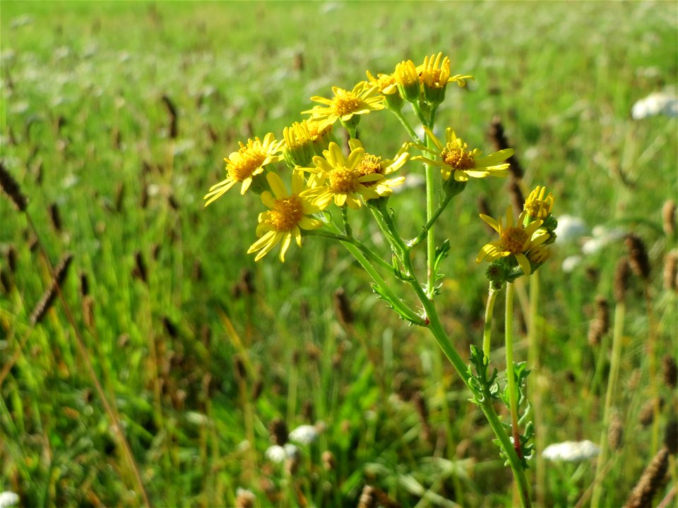 Jakobs-Kreuzkraut (Jacobaea vulgaris) auf einer Sommerwiese bei Reilingen