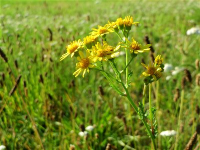 Jakobs-Kreuzkraut (Jacobaea vulgaris) auf einer Sommerwiese bei Reilingen