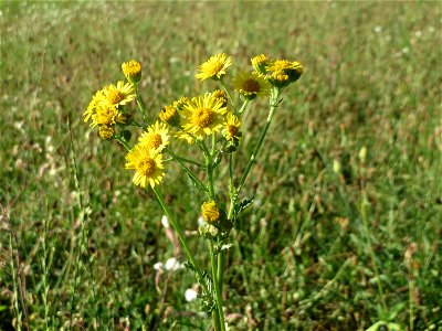 Jakobs-Kreuzkraut (Jacobaea vulgaris) auf einer Sommerwiese bei Reilingen