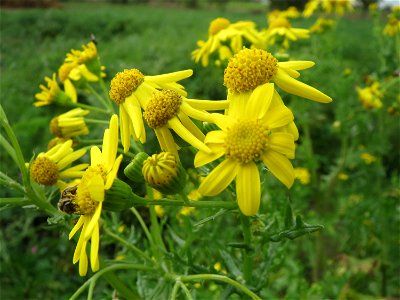 Jakobs-Greiskraut (Jacobaea vulgaris) auf einem Acker zwischen Alt- und Neulußheim photo