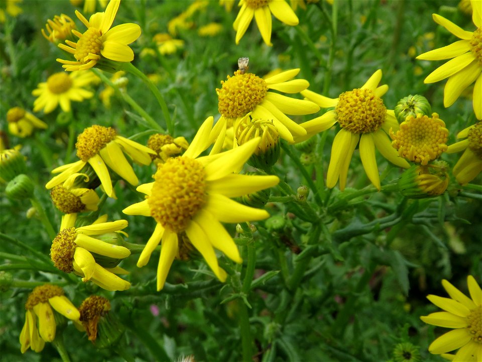 Jakobs-Greiskraut (Jacobaea vulgaris) auf einem Acker zwischen Alt- und Neulußheim