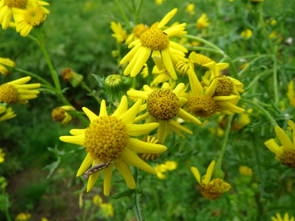 Jakobs-Greiskraut (Jacobaea vulgaris) auf einem Acker zwischen Alt- und Neulußheim