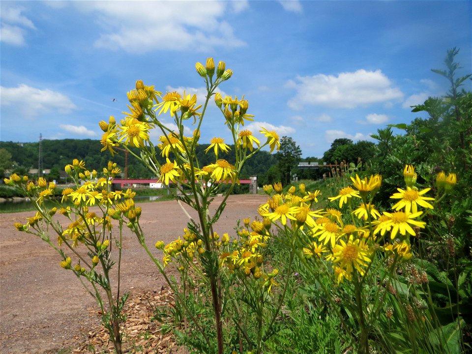 Jakobs-Greiskraut (Jacobaea vulgaris) in der Saaraue Güdingen
