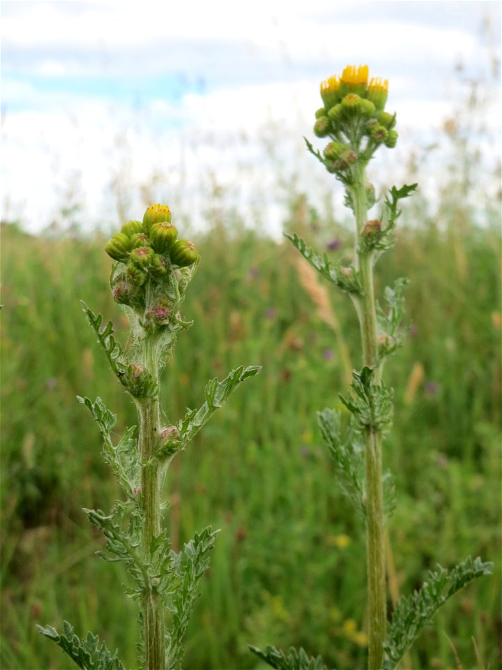Jakobs-Greiskraut (Jacobaea vulgaris) auf einer Wiese zum Schutz der Haubenlerche am Stadtrand von Hockenheim