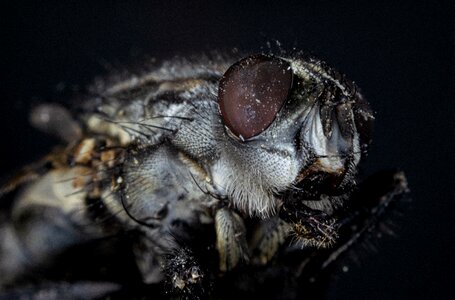 Close up insect fly eye photo
