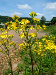 Jakobs-Greiskraut (Jacobaea vulgaris) in der Saaraue Güdingen