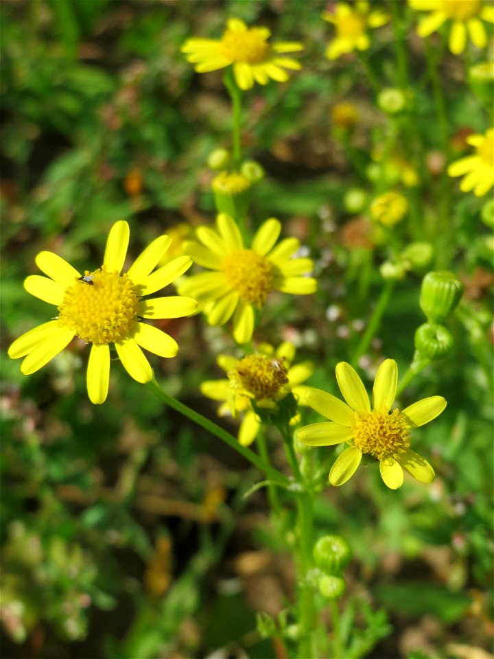 Jakobs-Greiskraut (Jacobaea vulgaris) auf einer Brachfläche zum Schutz der Haubenlerche beim Dänischen Lager bei Hockenheim
