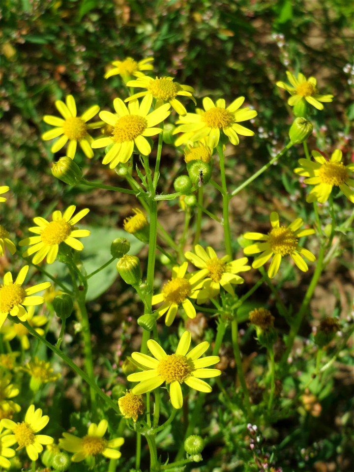 Jakobs-Greiskraut (Jacobaea vulgaris) auf einer Brachfläche zum Schutz der Haubenlerche beim Dänischen Lager bei Hockenheim