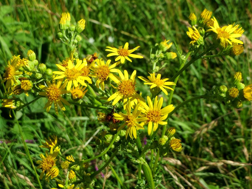 Jakobs-Greiskraut (Jacobaea vulgaris) im Almet in Sankt Arnual