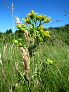 Jakobs-Greiskraut (Jacobaea vulgaris) im Almet in Sankt Arnual