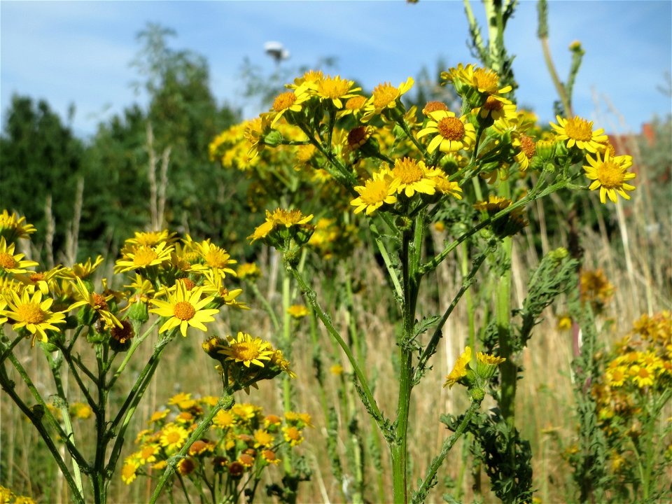 Jakobs-Greiskraut (Jacobaea vulgaris) auf einer Streuobstwiese in Hockenheim