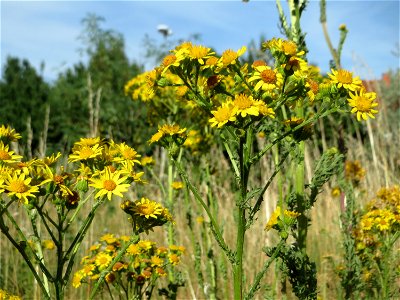 Jakobs-Greiskraut (Jacobaea vulgaris) auf einer Streuobstwiese in Hockenheim