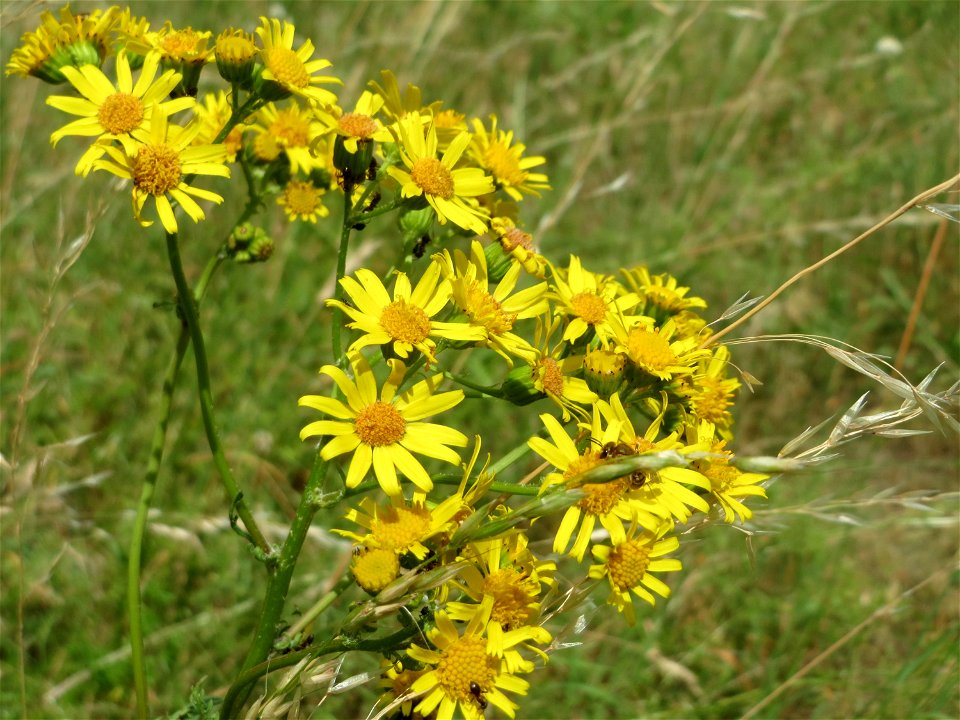 Jakobs-Greiskraut (Jacobaea vulgaris) auf einer Streuobstwiese in Hockenheim