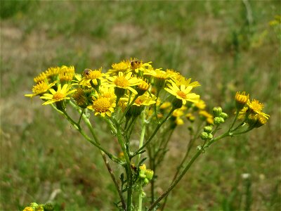 Jakobs-Greiskraut (Jacobaea vulgaris) auf einer Streuobstwiese in Hockenheim
