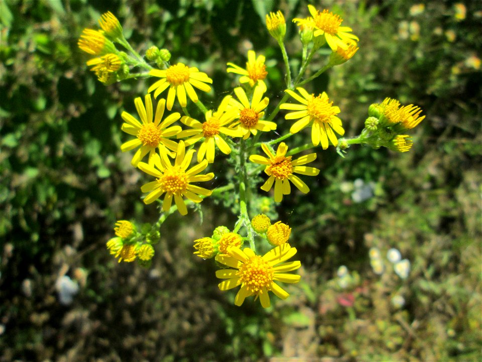 Jakobs-Greiskraut (Jacobaea vulgaris) auf einem Wildblumenstreifen zwischen Mainzer und Halbergstraße in Saarbrücken