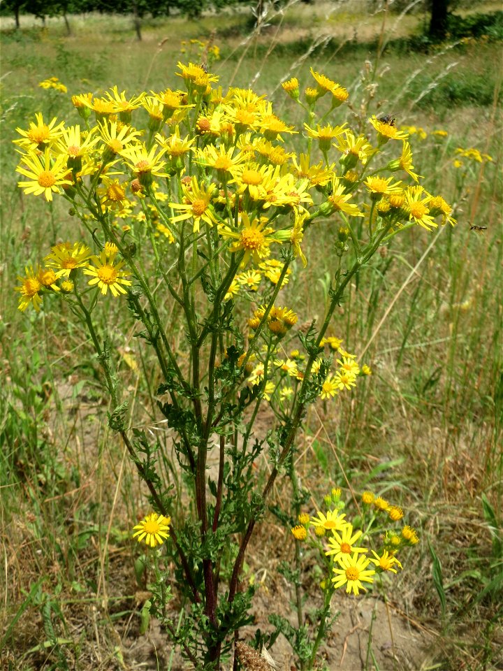 Jakobs-Greiskraut (Jacobaea vulgaris) auf einer Streuobstwiese in Hockenheim