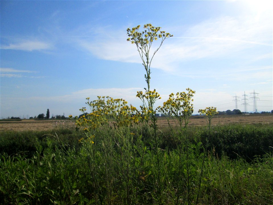 Jakobs-Greiskraut (Jacobaea vulgaris) im Landschaftsschutzgebiet „Hockenheimer Rheinbogen“