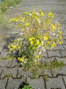 Jakobs-Greiskraut (Jacobaea vulgaris) auf einem Parkplatz in Hockenheim