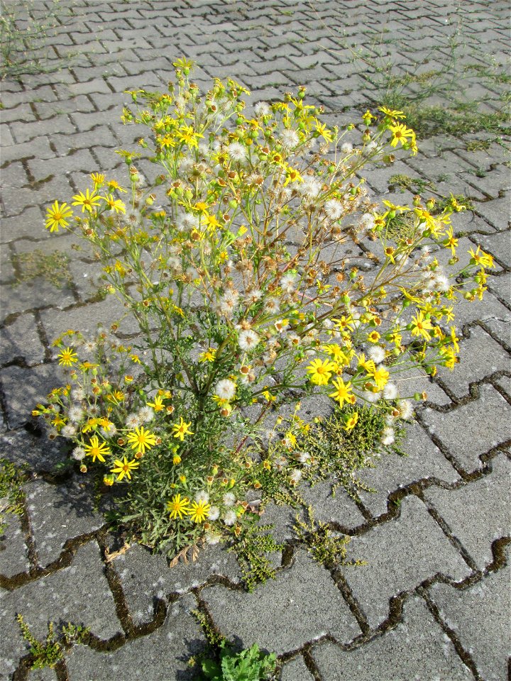 Jakobs-Greiskraut (Jacobaea vulgaris) auf einem Parkplatz in Hockenheim