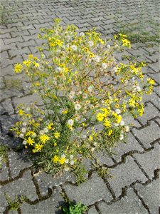 Jakobs-Greiskraut (Jacobaea vulgaris) auf einem Parkplatz in Hockenheim