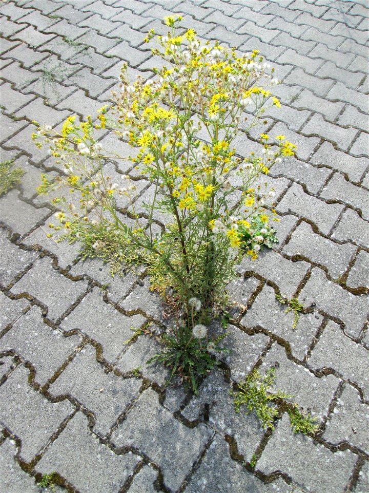 Jakobs-Greiskraut (Jacobaea vulgaris) auf einem Parkplatz in Hockenheim