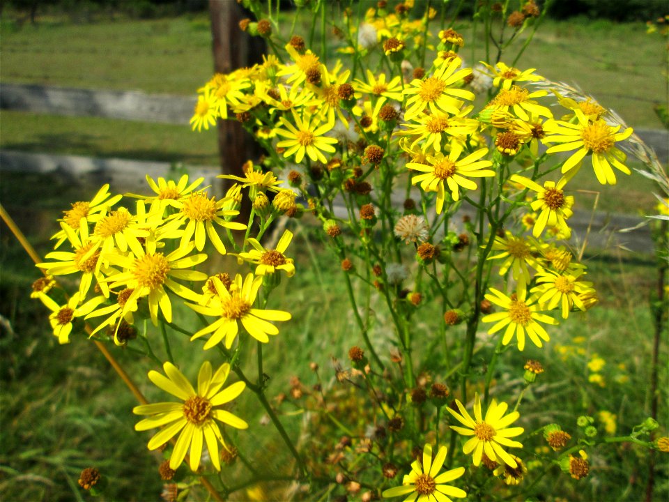 Jakobs-Greiskraut (Jacobaea vulgaris) im Almet in Sankt Arnual