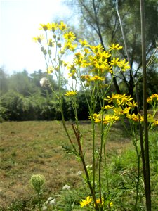 Jakobs-Greiskraut (Jacobaea vulgaris) im Bürgerpark Saarbrücken