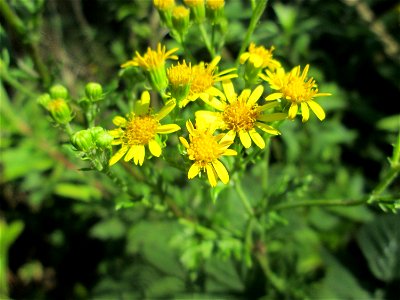 Raukenblättriges Greiskraut (Jacobaea erucifolia) im Naturschutzgebiet „St. Arnualer Wiesen“ photo