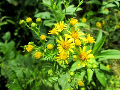 Raukenblättriges Greiskraut (Jacobaea erucifolia) im Naturschutzgebiet „St. Arnualer Wiesen“ photo