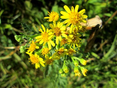 Raukenblättriges Greiskraut (Jacobaea erucifolia) im Naturschutzgebiet „St. Arnualer Wiesen“ photo