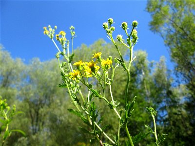 Raukenblättriges Greiskraut (Jacobaea erucifolia) im Naturschutzgebiet „St. Arnualer Wiesen“ photo