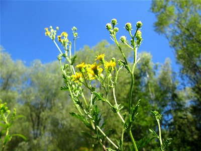 Raukenblättriges Greiskraut (Jacobaea erucifolia) im Naturschutzgebiet „St. Arnualer Wiesen“