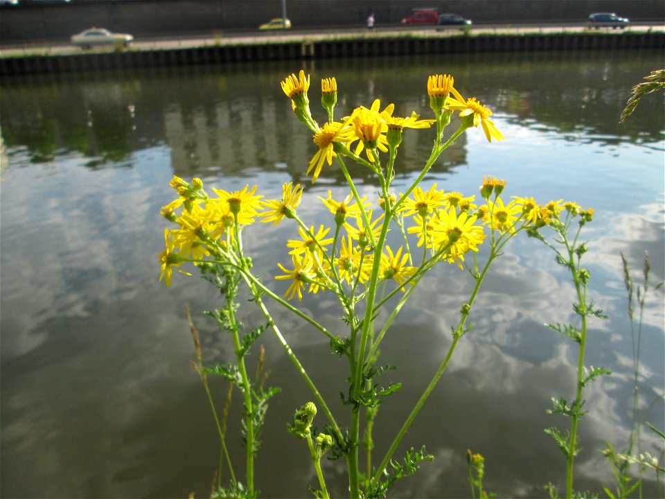 Jakobs-Greiskraut (Jacobaea vulgaris) an der Saar in Saarbrücken