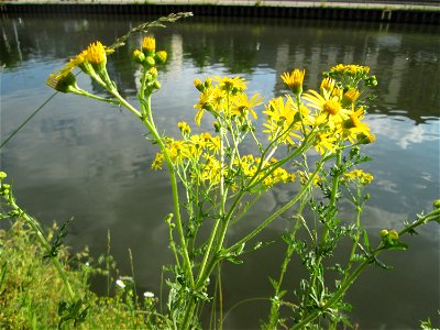 Jakobs-Greiskraut (Jacobaea vulgaris) an der Saar in Saarbrücken