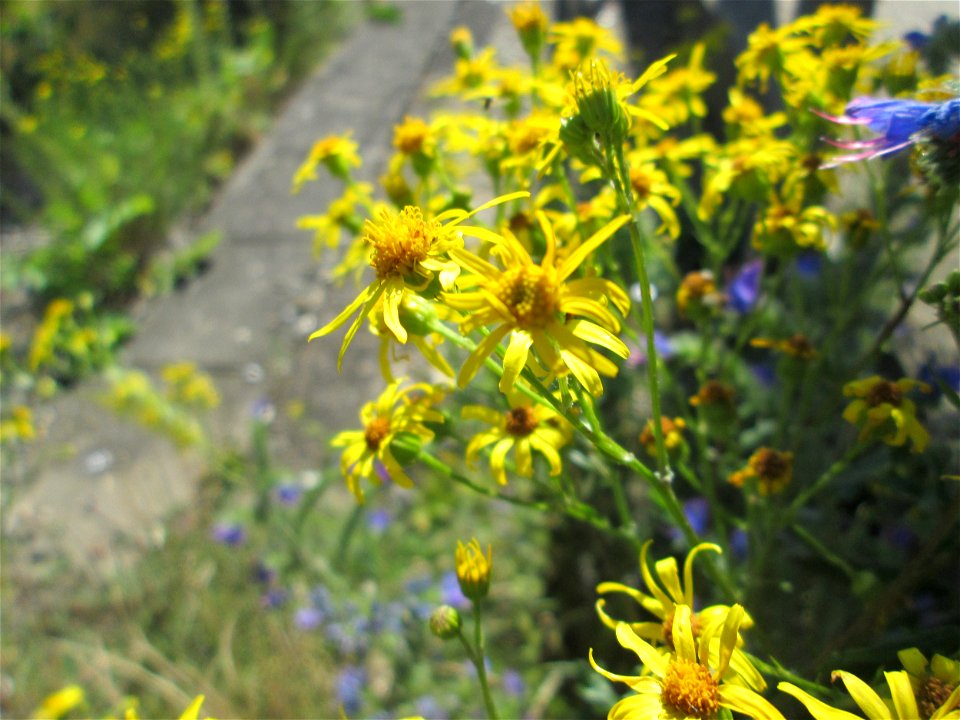 Jakobs-Greiskraut (Jacobaea vulgaris) am Bahnhof Bruchmühlbach-Miesau