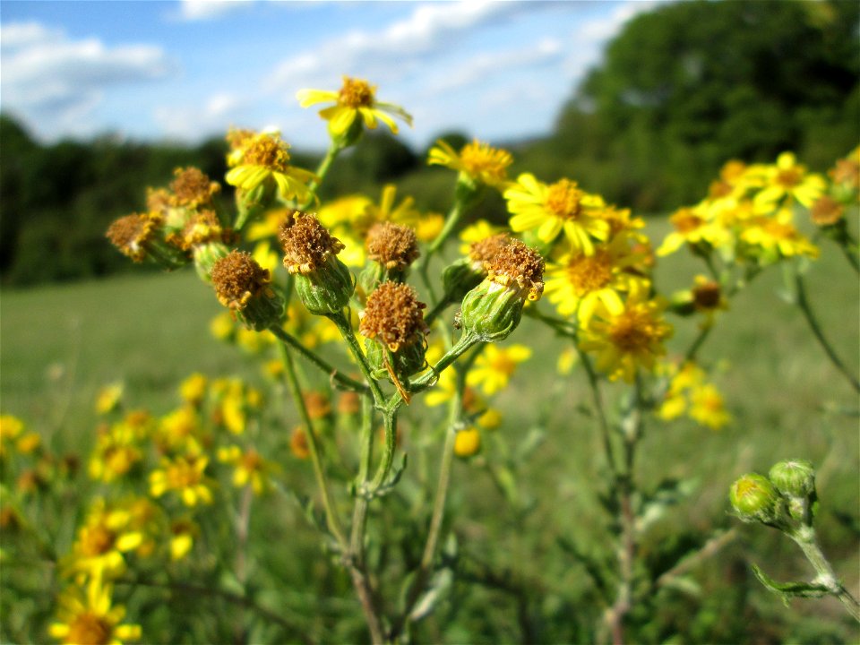 Jakobs-Greiskraut (Jacobaea vulgaris) im Naturschutzgebiet Birzberg, Honigsack/Kappelberghang bei Fechingen