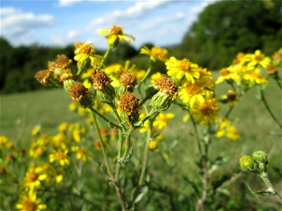 Jakobs-Greiskraut (Jacobaea vulgaris) im Naturschutzgebiet Birzberg, Honigsack/Kappelberghang bei Fechingen photo