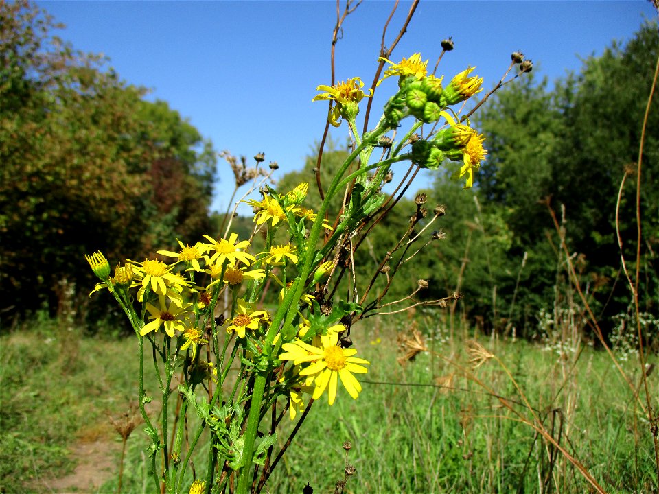 Jakobs-Greiskraut (Jacobaea vulgaris) in Brebach