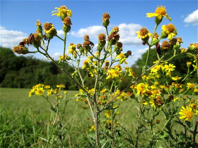 Jakobs-Greiskraut (Jacobaea vulgaris) im Naturschutzgebiet Birzberg, Honigsack/Kappelberghang bei Fechingen