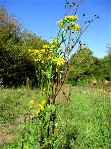 Jakobs-Greiskraut (Jacobaea vulgaris) in Brebach