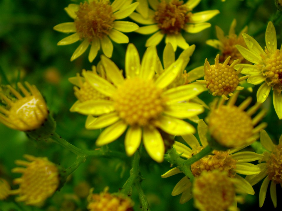 Jacobaea vulgaris