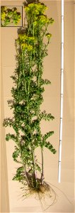 Tansy ragwort with roots, grown on a sand pile, about 150cm high, roots up to about 50cm long
