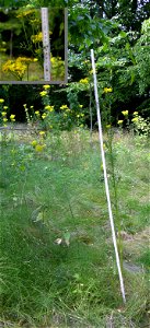 Tansy ragwort, about 175cm high