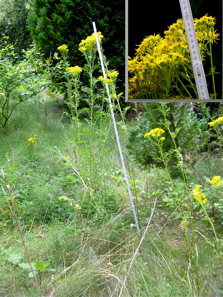 Tansy ragwort, about 190cm high