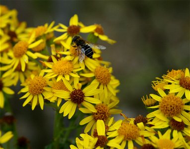 Bee on flowering ragwort photo