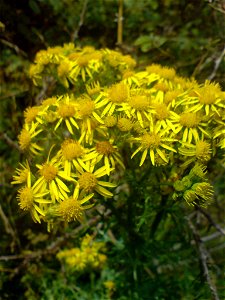 A small Ragwort (Jacobaea vulgaris) plant in peak flowering period